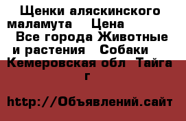 Щенки аляскинского маламута  › Цена ­ 15 000 - Все города Животные и растения » Собаки   . Кемеровская обл.,Тайга г.